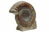 Jurassic Ammonite (Stephanoceras) Fossil - England #216643-1